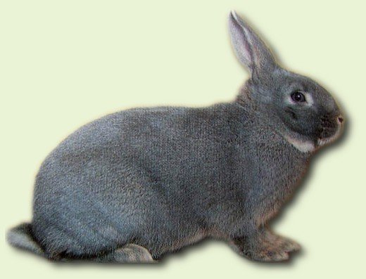 кролик породы белка